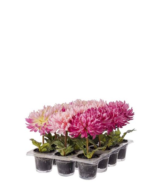 Rosa Krysantemum i kruka 