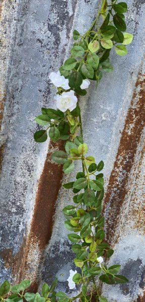 Ros girlang att dekorera, pynta, pyssla och duka med tex. I tät modell med många gröna blad och mindre vita rosor. Välarbetad oc