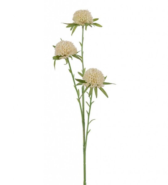 Amaranth blomma i tre olika nyanser -Vit -Rosa -Gul En vacker sommar blomma som passar lika bra ensam i en vas som i en bukett e
