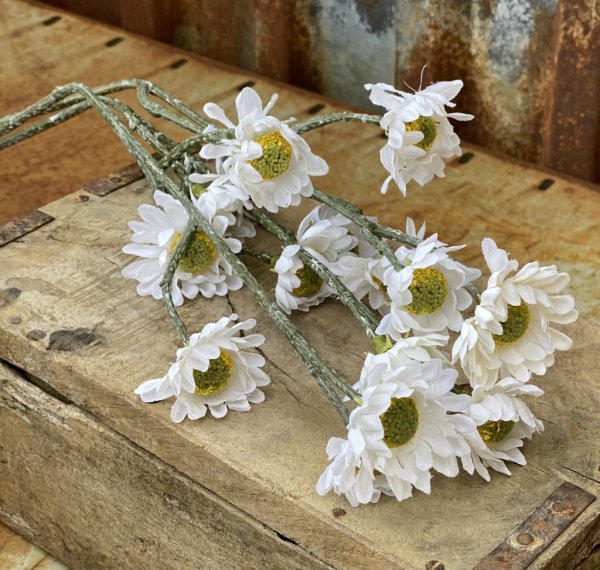 Prästkrage vit och gul sommar blomma i dova nyanser med gröna blad och lång stjälk. Lika fin ensam som tillsammans med andra blo
