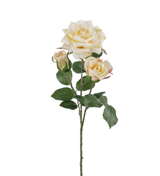 Ros kvist med flera cream färgade rosor