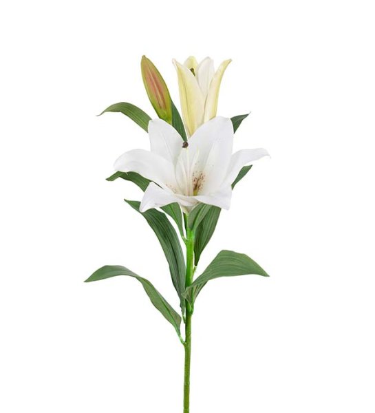 Vit lilja med blommor och gröna blad