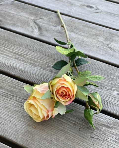 Vacker gul orange aprikos ros / buskros kvist med flera blommor och gröna blad. Välarbetad vacker konstgjord ros med hög verklig