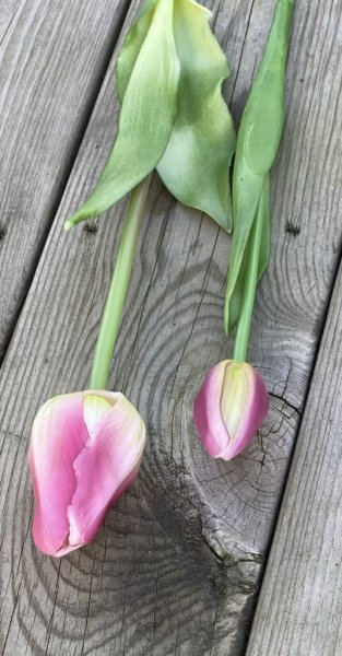 Vacker tulpan med gröna blad. Konstgjord modell med krispig verklighets känsla. Finns i två modeller och sex olika nyanser -Vi