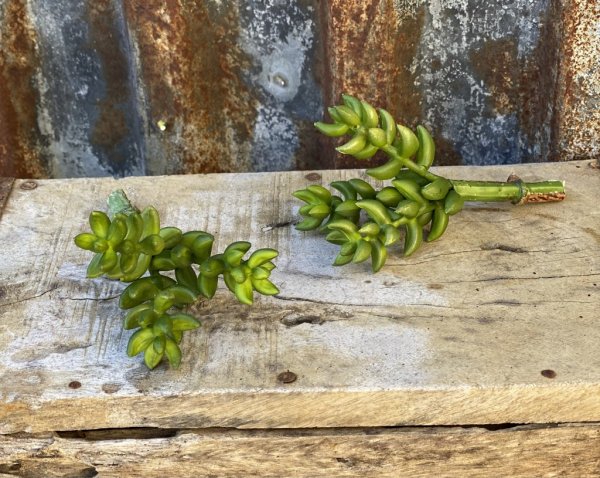 Grön succulent i kvist modell. Att sätta i en vas eller kruka, ensam eller i utfyllnad i bukett eller arrangemang. Välarbetad oc