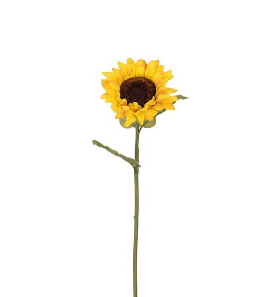 Solros i sol gul nyans med gröna blad