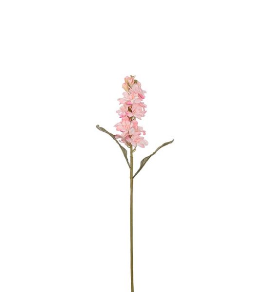 Lövkoja blomma i snitt modell