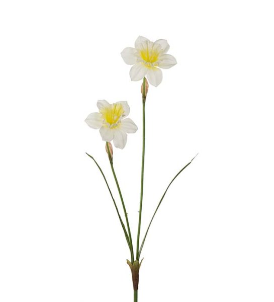 Narciss / påsklilja med dubbla blommor och gröna blad