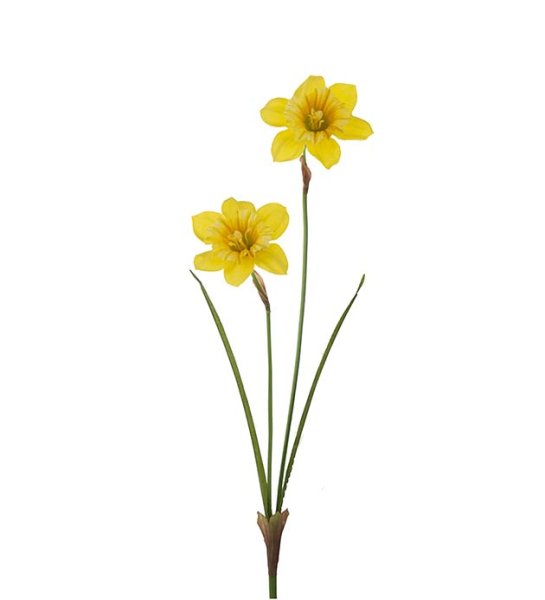 Narciss / påsklilja med dubbla blommor och gröna blad