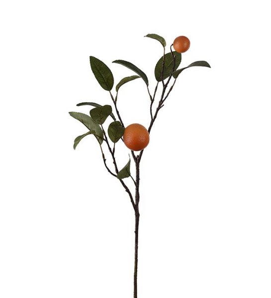 Kvist med apelsiner och gröna blad