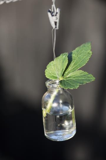 Liten söt vas i glas. Med metall ögla upptill så vasen kan hänga. Platt botten så den även kan stå. För blommor inomhus som utom