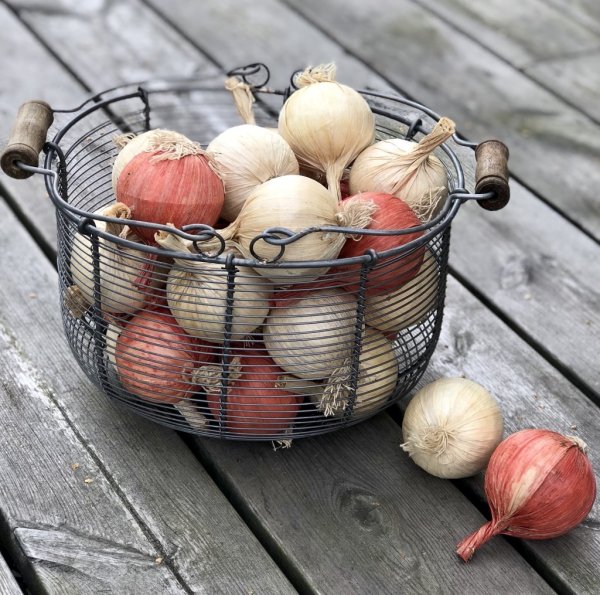 Lök konstgjord att dekorera med. Finns i två nyanser/modeller -Gul/Cream -Röd/Ljus orange Att fylla en skål/korg med eller dekor