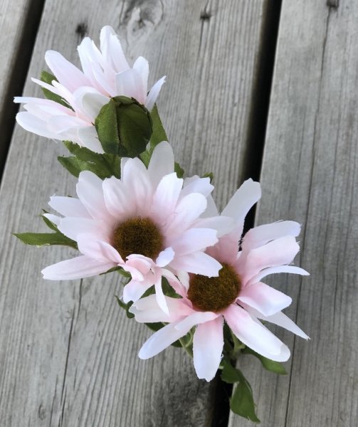 Rosa Marguritt blomma med gröna blad