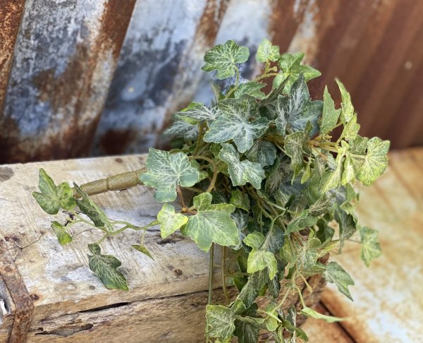 Vacker grön murgröna i bukett modell, mixande med stora och små blad. Att dekorera med som en bukett i ett arrangemang eller i