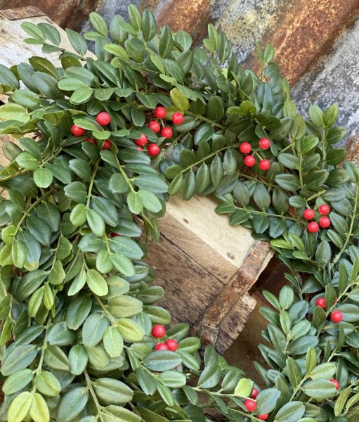 Krans med julrosor i vinrött och gröna blad. . Vacker och verklighets trogen konstgjord krans. Passande att dekorera med på ytte