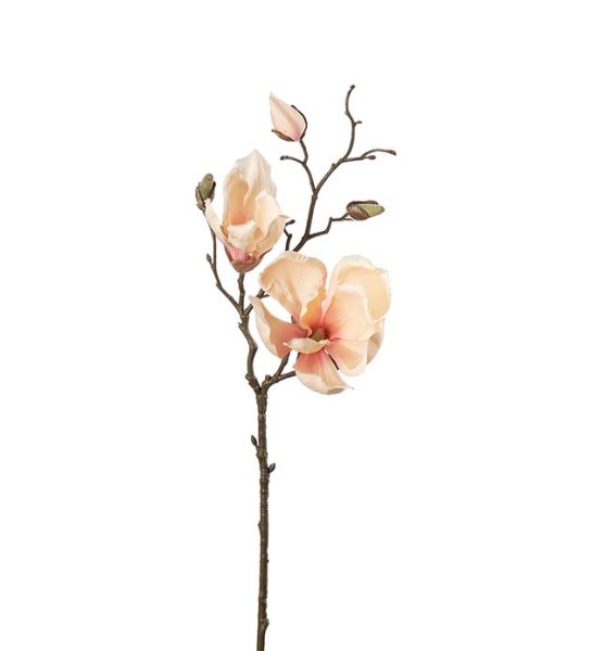 Aprikos magnolia gren / kvist med flera blommor