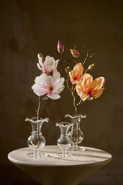 Aprikos magnolia gren / kvist med flera blommor