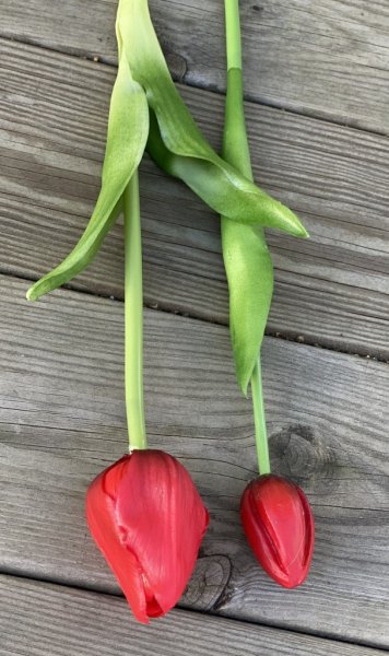 Vacker tulpan med gröna blad. Konstgjord modell med krispig verklighets känsla. Finns i två modeller och sex olika nyanser -Vi