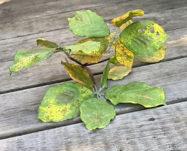 Kvist i bukett modell med rundade blad i vackra gröna nyanser. Verklighetstrogen och fint nyans skiftande med små insekts hål