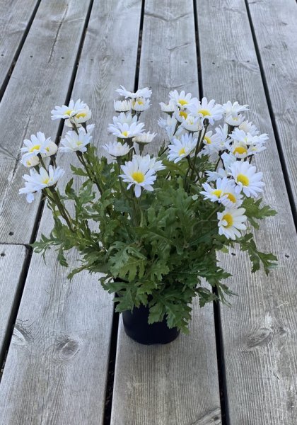 Marguritt prästkrage blomma i kruka. Vacker och välarbetad konstgjord modell med flera blommor och gröna blad. Står i en plastad