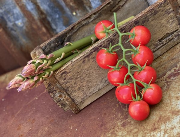 Kvisttomater röda i klase att dekorera med