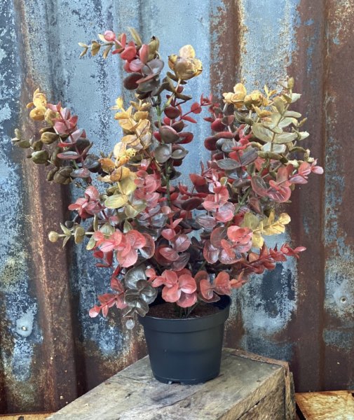 Höst Eucalyptus i kruka . Elegant i en härlig färgmix av höstens nyanser. Välarbetade i verklighetstrogen konstgjord modell. Lev