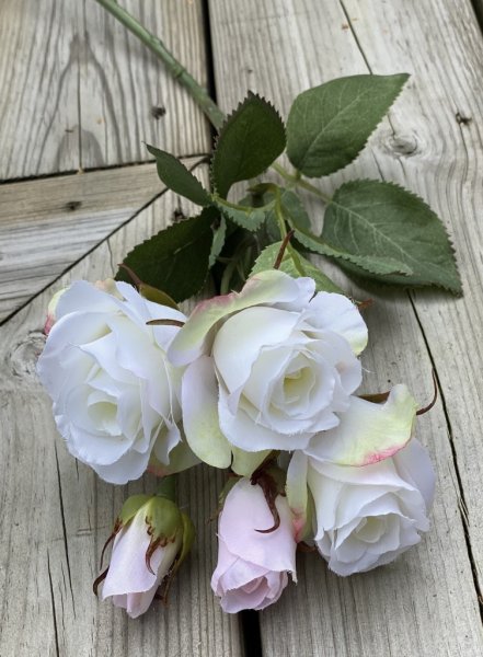 Vacker vit ros buskros i hög modell. Med två utslagna blommor, en knopp och flera gröna blad. Lika vacker att ha ensam i en vas