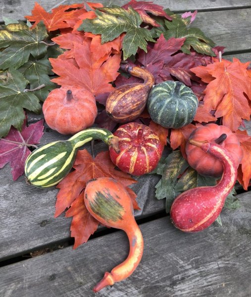 Höst pumpor i olika modeller, välarbetade och vackra i konstgjord mindre modell. Att dekorera med i ett arrangemang av blommor e