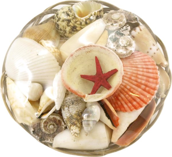 Snäckor att dekorera med . Blandade snäckor som levereras i korg vackra att dekorer! Duka, pynta och pyssla med. Finns i två mod