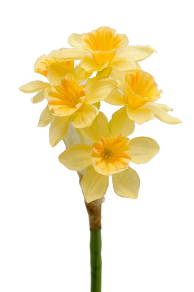 Vår vacker gul påsklilja /narciss med flera blommor. Blomman gör sig fint i en vas, i en bukett/arrangemang ensam eller tillsamm
