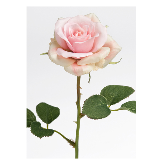 Vacker verklighetstrogen konstblomma ros med skaft och blad. I en romantisk rosa nyans. Att dekorera med ensam eller tillsammans