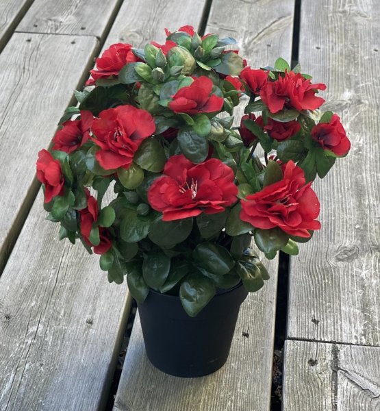 Röd azalea i kruka. fyllig modell med flera blommor och gröna blad. Blomman står i en plastad innerkruka . Välarbetad konstgjord