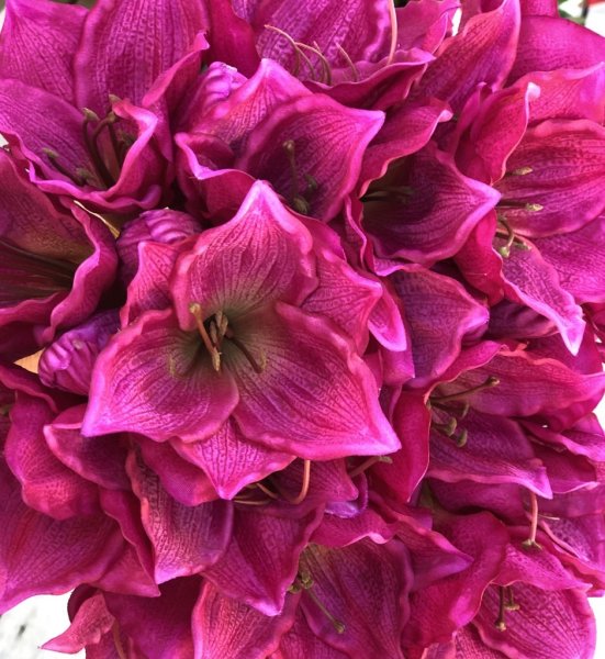 Vacker Amaryllis bukett med lila blommor. I bukett om fyra blommor med blomma och knopp på varje. Mäter ca 39cm Säljes om 1