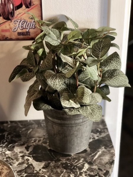 Grön Åderblad / Fittonia blomma /växt i kruka. I kraftiga fyllig modell med flera blad med vackert ådrigt mönster. Välarbetad o