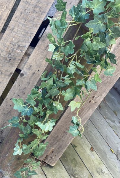 Vacker girlang med grön murgröna mixande med stora och små blad. Fler radig fyllig längre modell. Att dekorera med hängandes ell