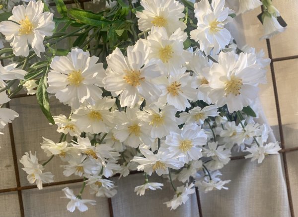 Vacker vit Rosenskära kvist med flera blommor och gröna blad. Sommar fin blomma som passar lika bra ensam som till utfyllnad i e