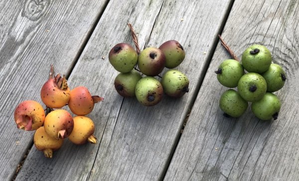 Höst frukter att dekorera, pynta och pyssla med. I mindre modell med ståltråd så man kan vira/linda eller sticka ner frukterna i