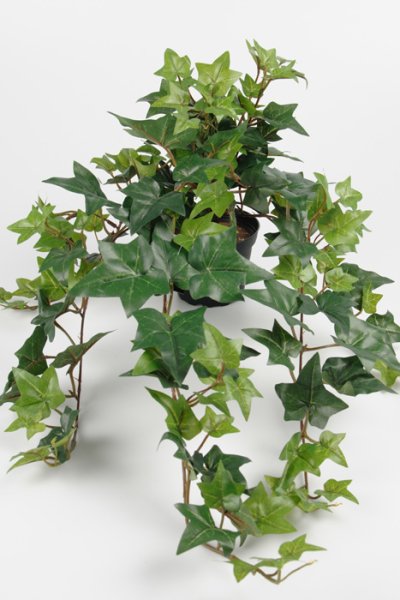 Grön murgröna i kruka . Modell häng med fint fall. Verklighetstrogen välarbetad konstväxt med verklighets känsla.