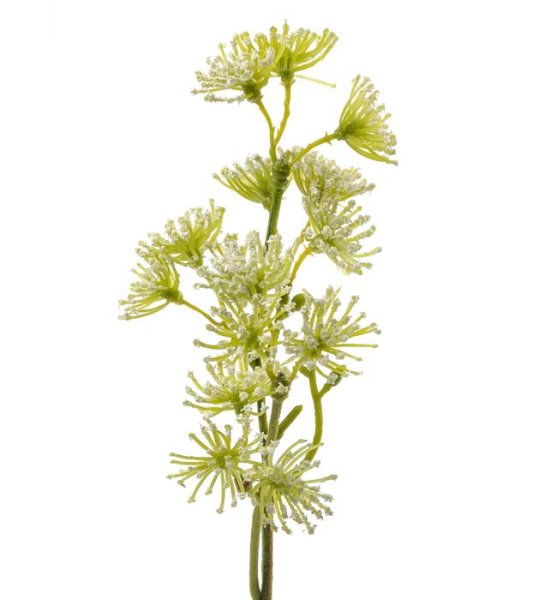 Trachelium kvist med blommor