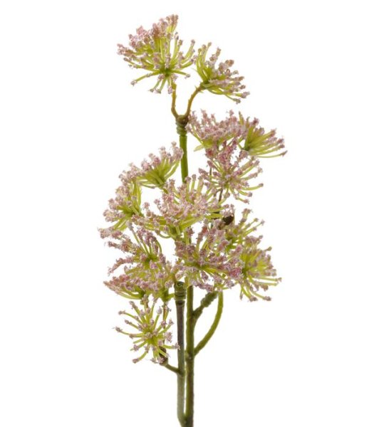 Trachelium kvist med blommor