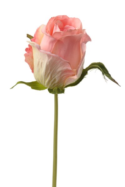 Rosa ros verklighetstrogen vacker konstblomma med skaft i knoppig modell . Att dekorera med ensam eller tillsammans med flera. S