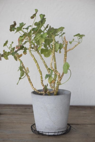 Svart tråd fil de fer fat/skål med liten kant. Att förvara, dekorera eller serverea på och med. Att ställa under blomkrukan, Läg