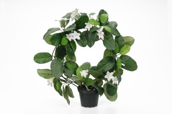 Vacker doftranka i båge med gröna blad och vita blommor. I plastad inne kruka . Välarbetad och verklighetstrogen konstblomma. Pa