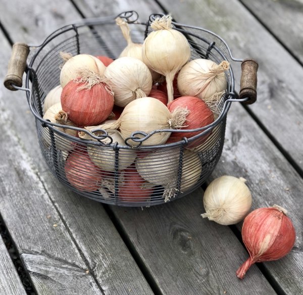 Lök konstgjord att dekorera med. Finns i två nyanser/modeller -Gul/Cream -Röd/Ljus orange Att fylla en skål/korg med eller dekor