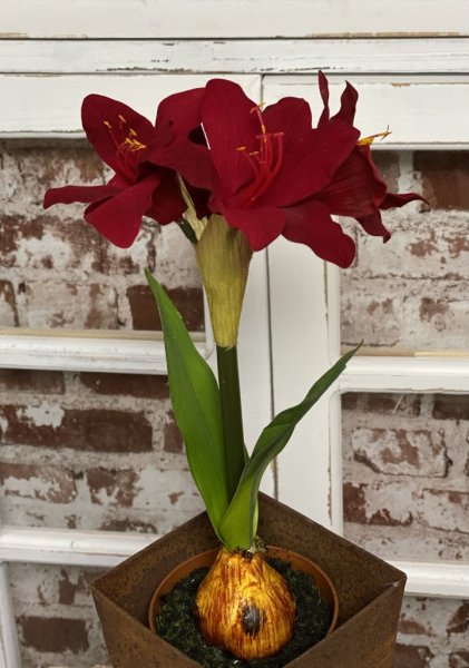 Röd vacker verklighetstrogen och välarbetad amaryllis i konstgjord modell. I mindre modell med flera vita klockor blommor och gr