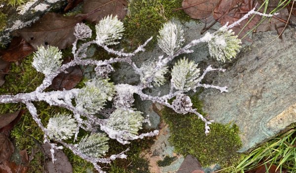 Vinter vacker natur gren med kottar och barr, pudrade med nysnö. Att dekorera med ha som den är i en vas eller liggande , Place