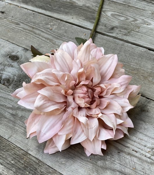Dahlia i mjukt rosa