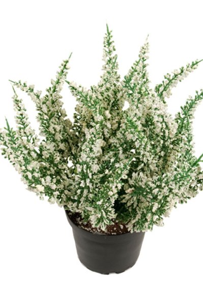 Ljung att dekorera, pynta och pyssla med . Konstgjord i verklighetstrogen modell . Finns i tre modeller /nyanser -Vit -Lila -Cer