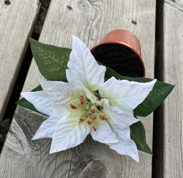 Vacker vit mindre julstjärna i kruka. Välarbetad och verklighetstrogen konstgjord modell i plastad innerkruka. Passande att plac
