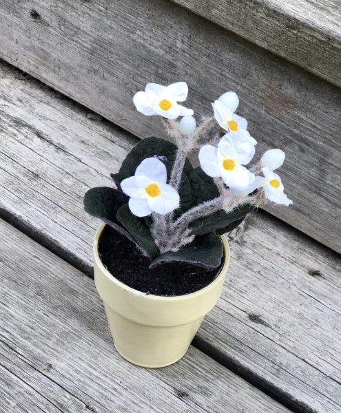 Liten vit Sant Paula i kruka med flera vita blommor och gröna blad. Står i en ljus gul kruka men kan även placeras i en större y